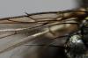 Sarcophaga vagans